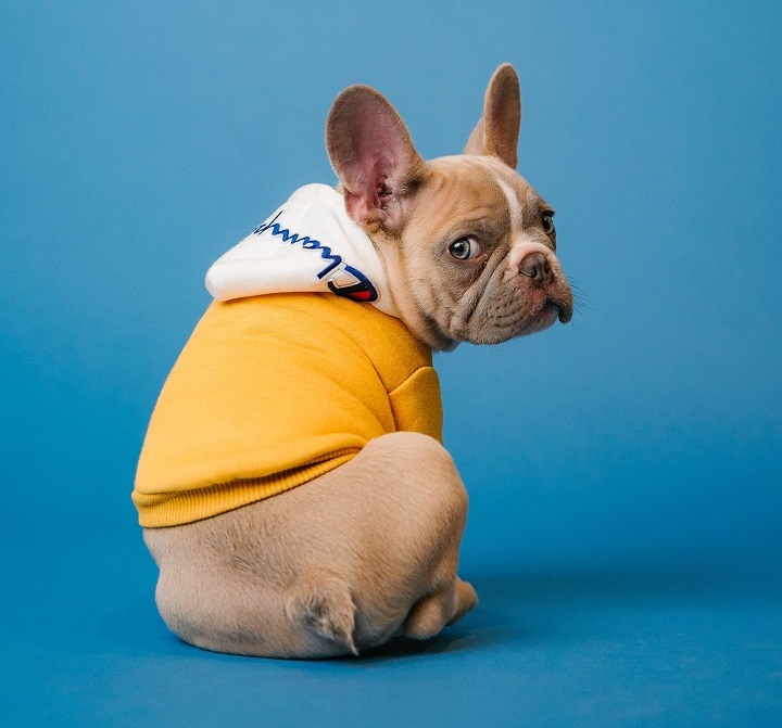 Pet-nup Have you got yours? Photo of a French Bull dog Photo by Karsten Winegeart on Unsplash